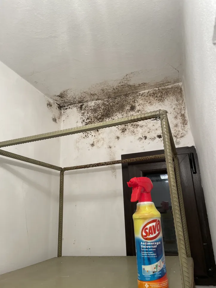 Mold growth on ceiling corner (22950) Mold in a ceiling corner, accompanied by a bottle of mold remover, indicating potential moisture problems.