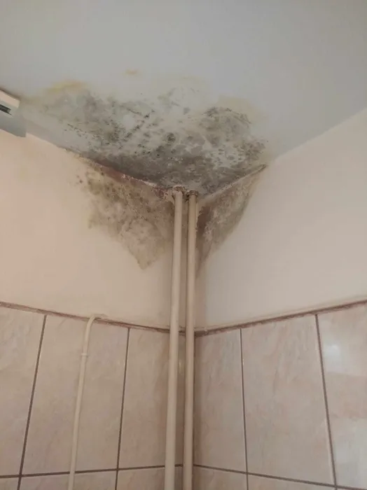 Cum să scăpați rapid de mucegaiul din baie și de pe tavan? Mucegai pe tavan din cauza scurgerii de apă (28036)
